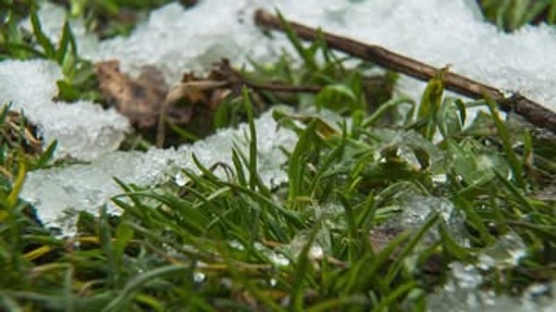 Avoid Mowing Wet Or Frosty Grass