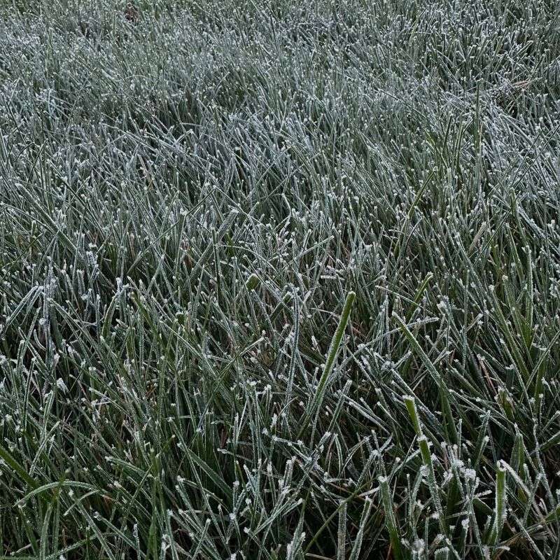 Avoid Mowing Wet Or Frosty Grass
