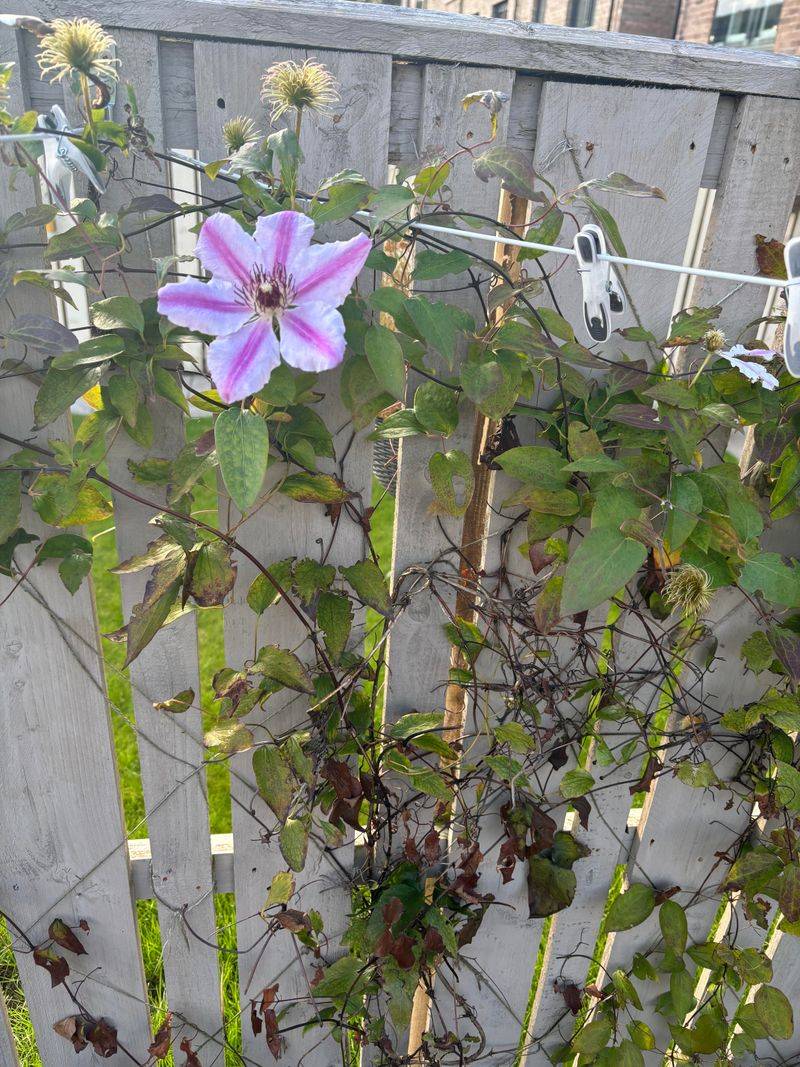 Heavy Pruning Of Clematis Vines