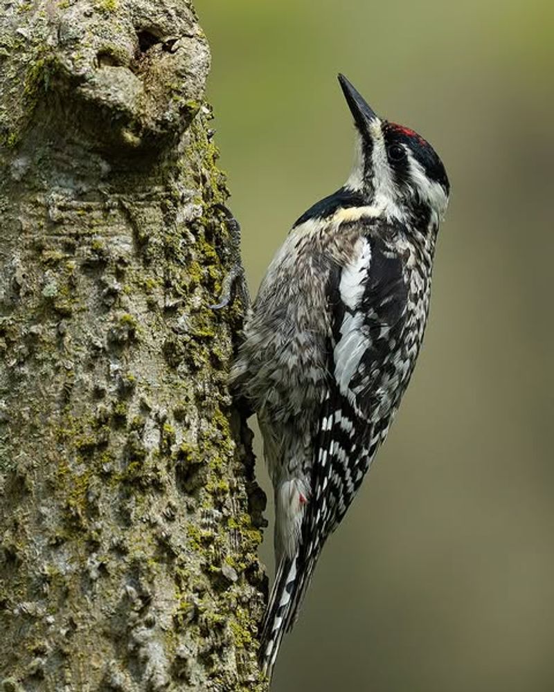 Insects Living in the Bark