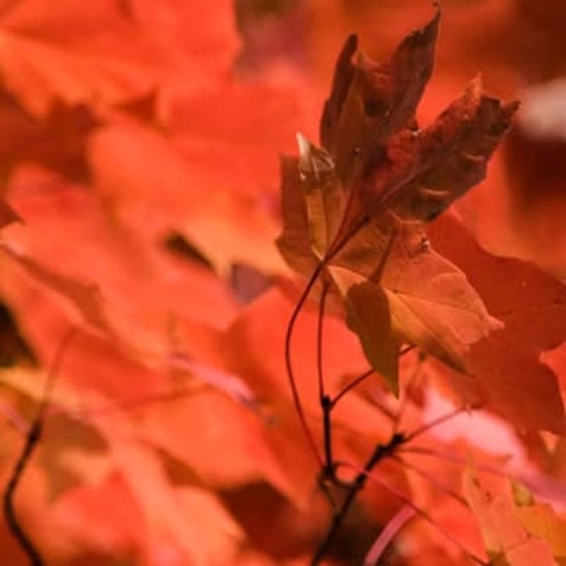 Nutrient-Rich Fallen Leaves Support Ground-Dwelling Pollinators