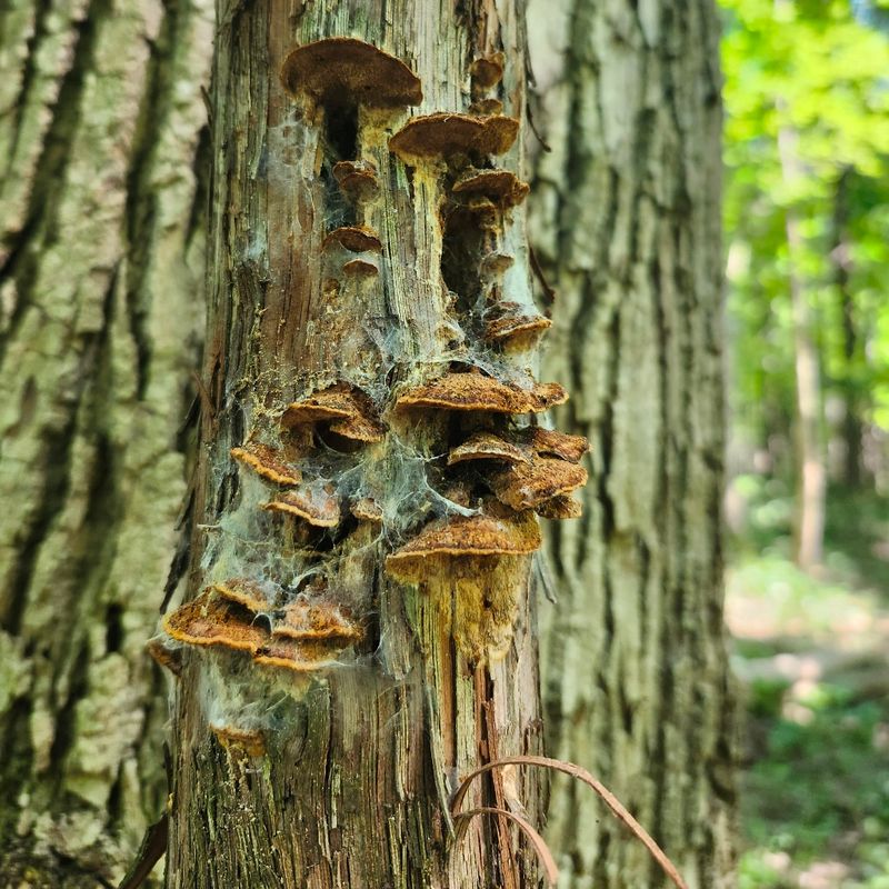 Fungal Growth Provides Unexpected Nutrition