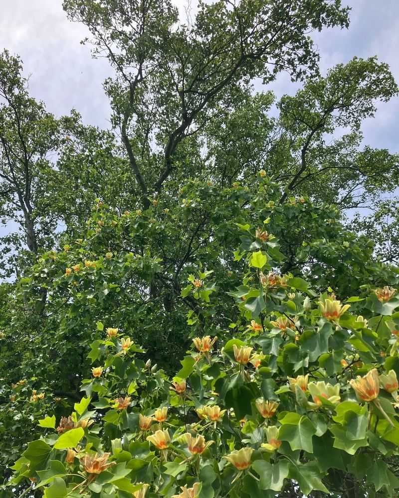 Tree Location Creates Microclimate Benefits