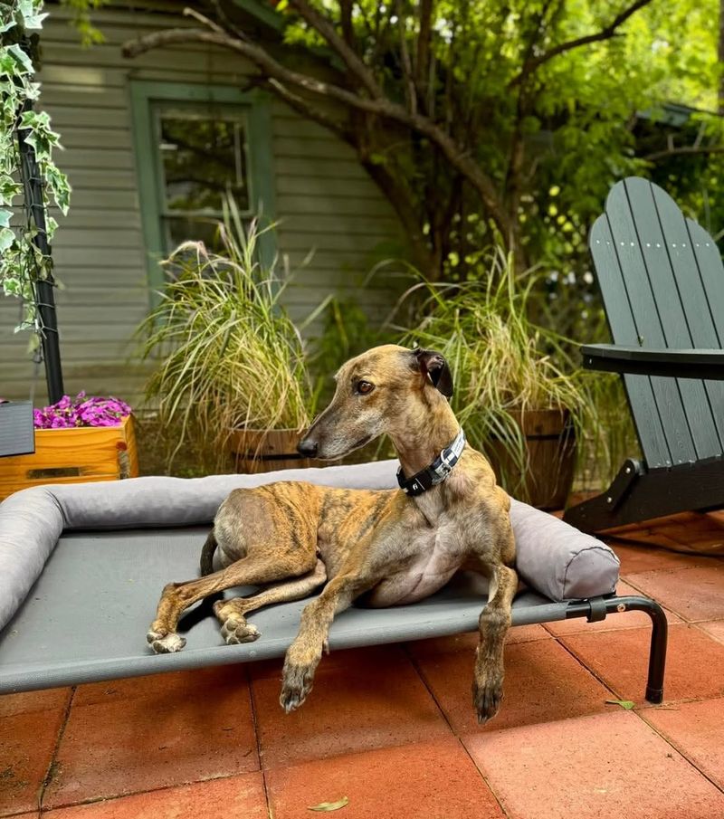 Greyhound