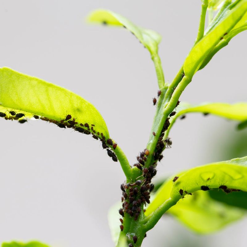 Overlooking Pest And Disease Signs