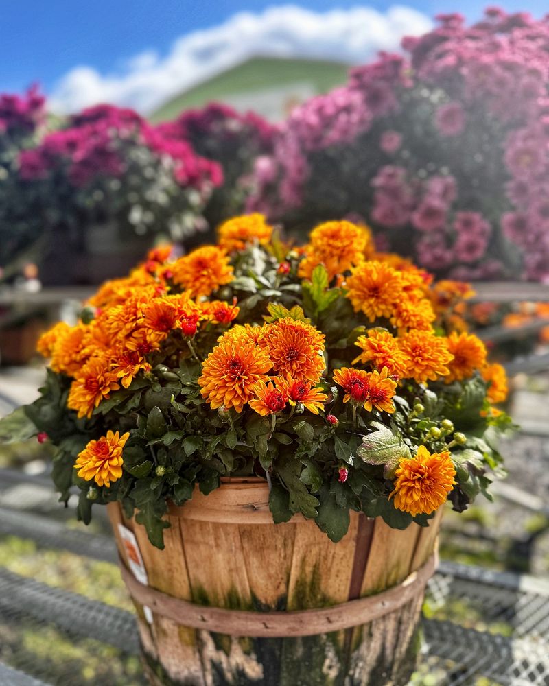 Grabbing Plants In Full Bloom