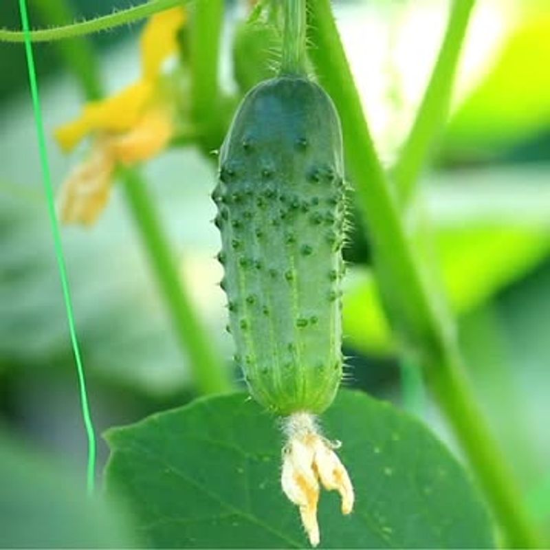 Coastal Cucumber Patches