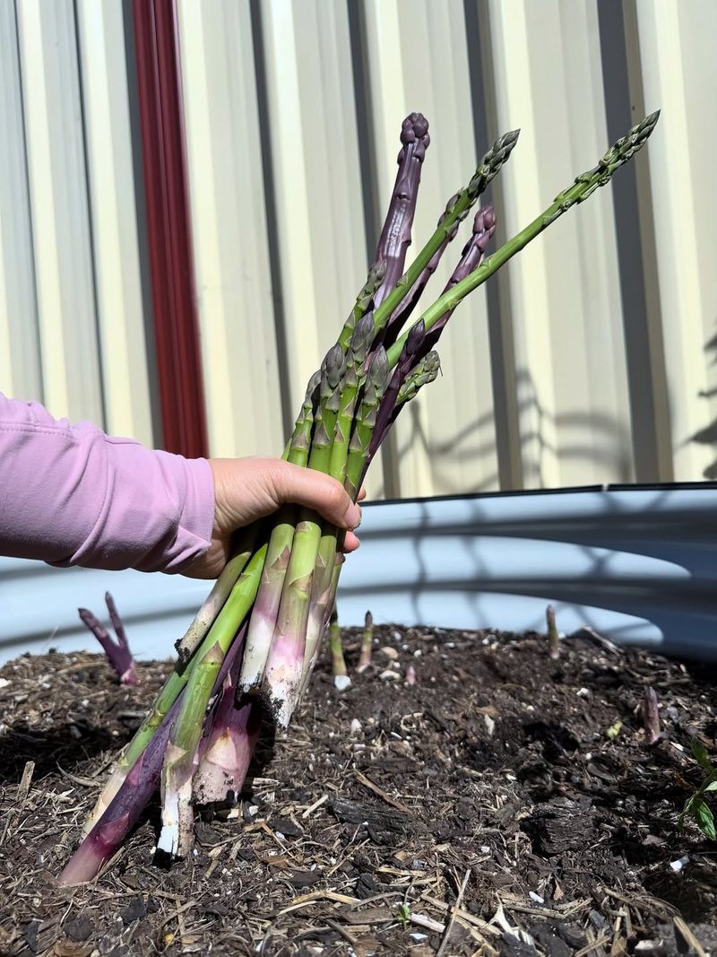 Companion Plants Finish Their Protective Work
