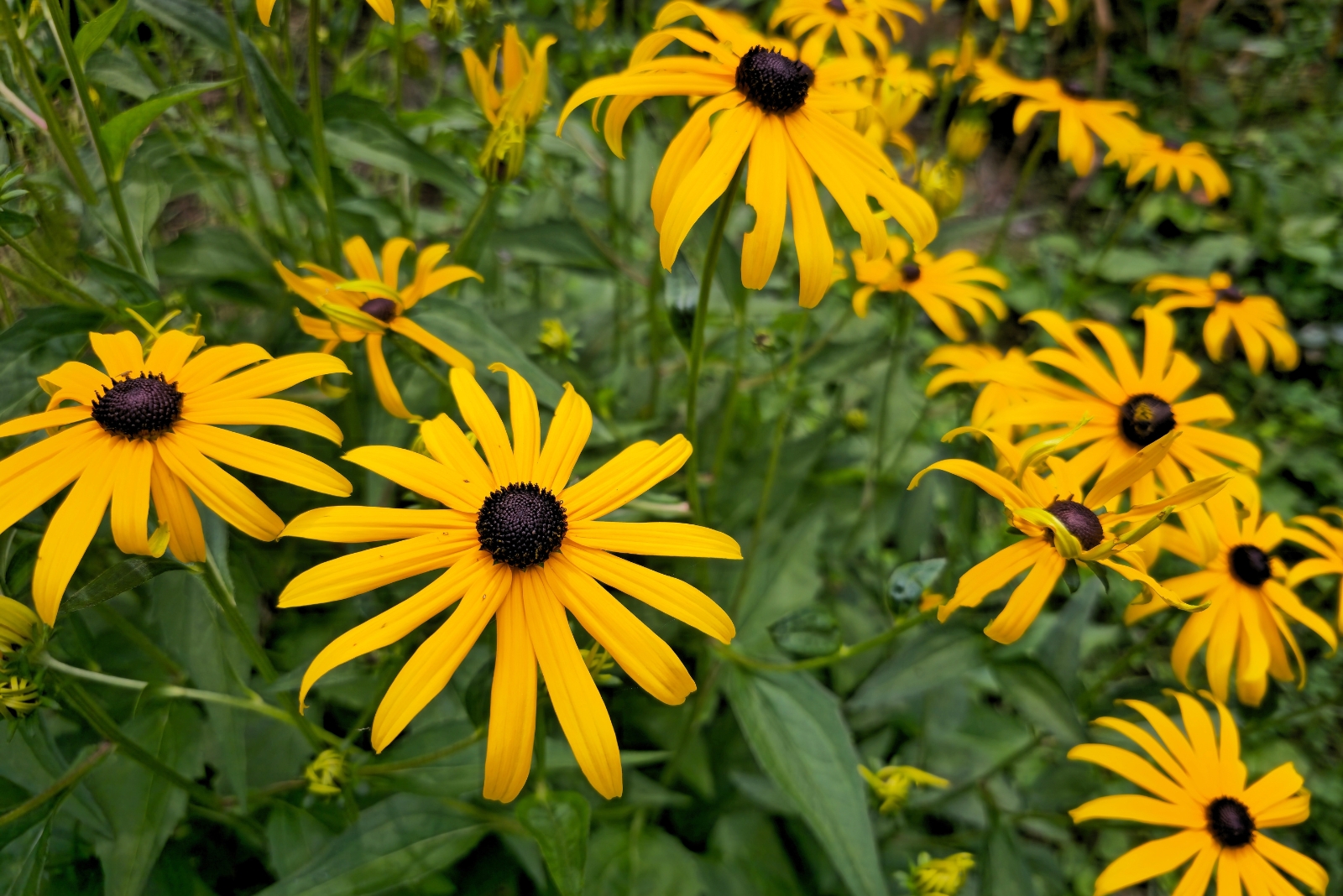 Should Black-Eyed Susans Get A Fall Trim In California?