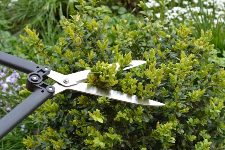 Close up on pruning, trimming boxwood shrubs with hedge shears