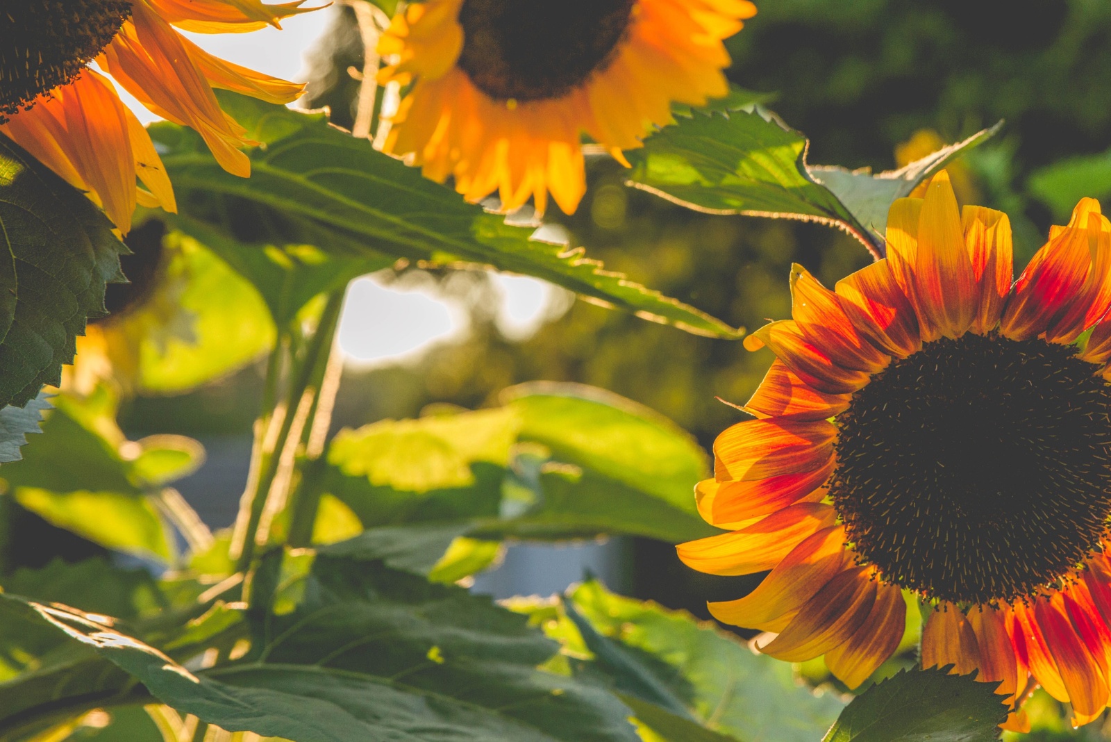sunflowers