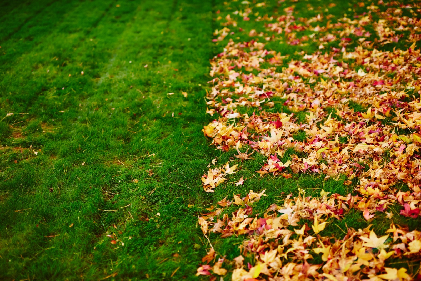 Should You Rake Or Mow Your Leaves? 8 Things Every Pennsylvania Gardener Should Know