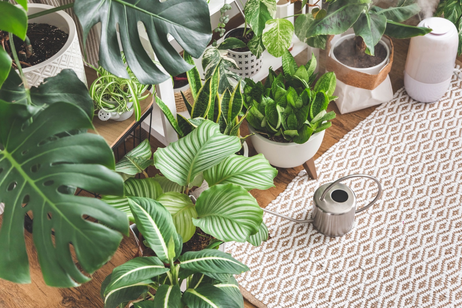 Should Your Houseplants In Florida Be Kept From Touching Each Other?