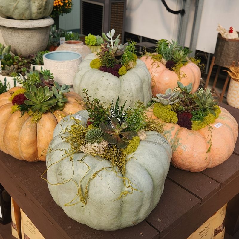 Repurpose Pumpkins As Natural Planters