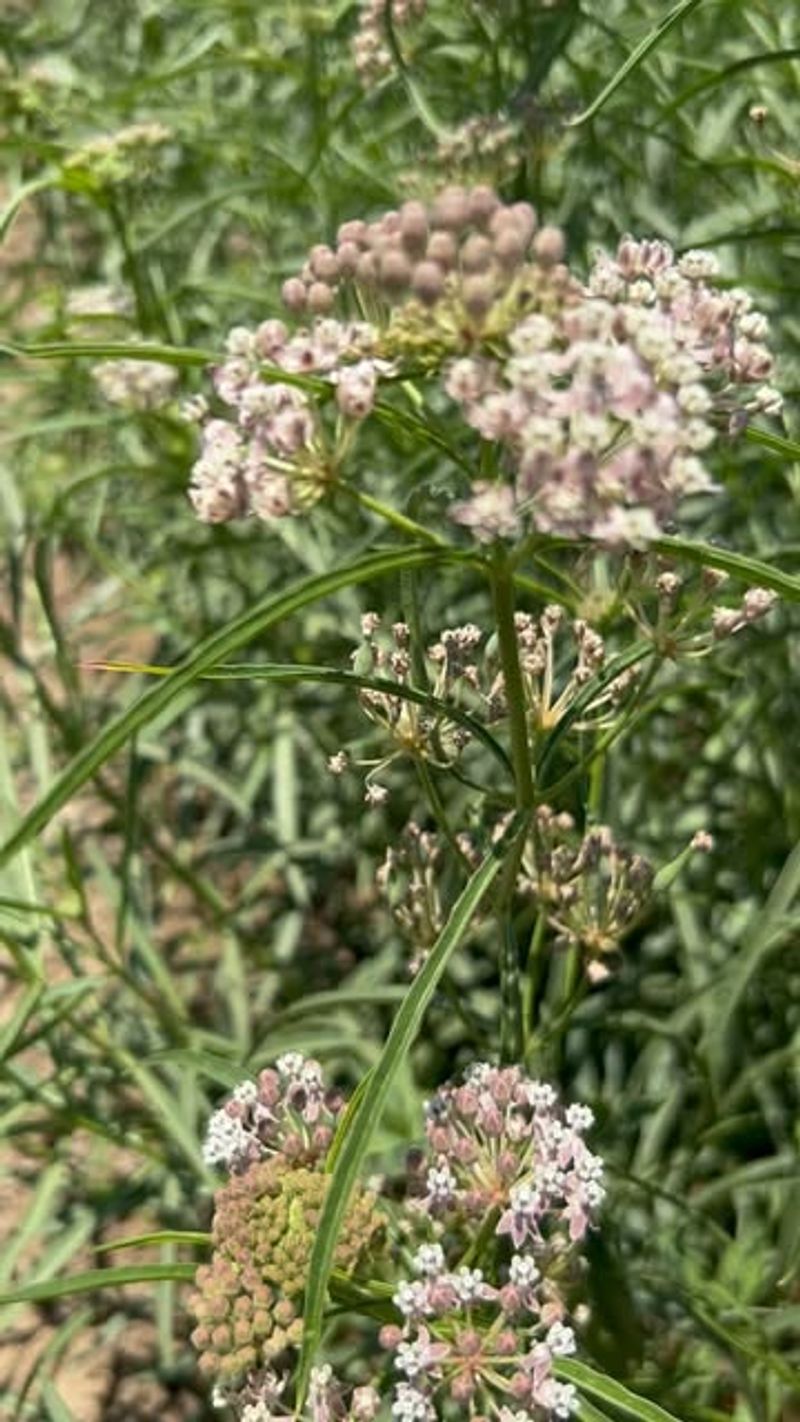 Narrow-leaf Milkweed