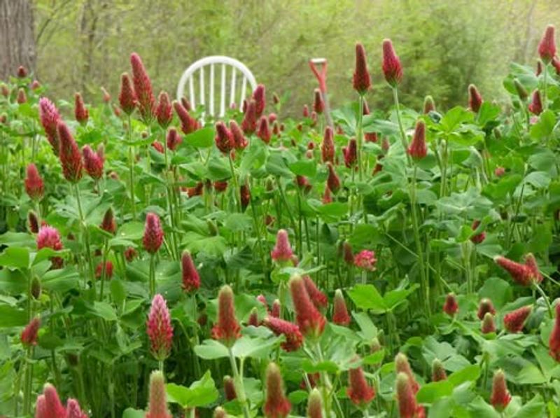 Cover Crop Seeds