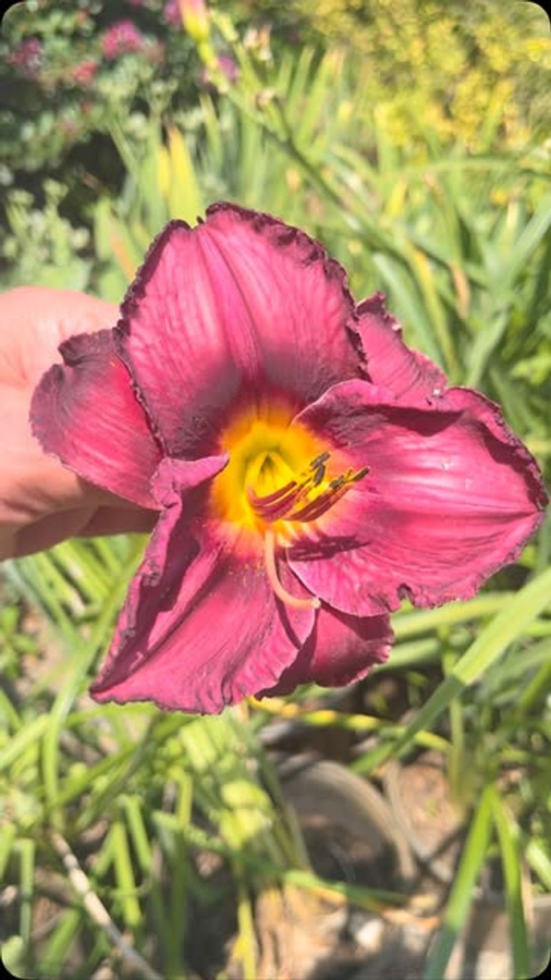 Daylilies Nearing Dormancy