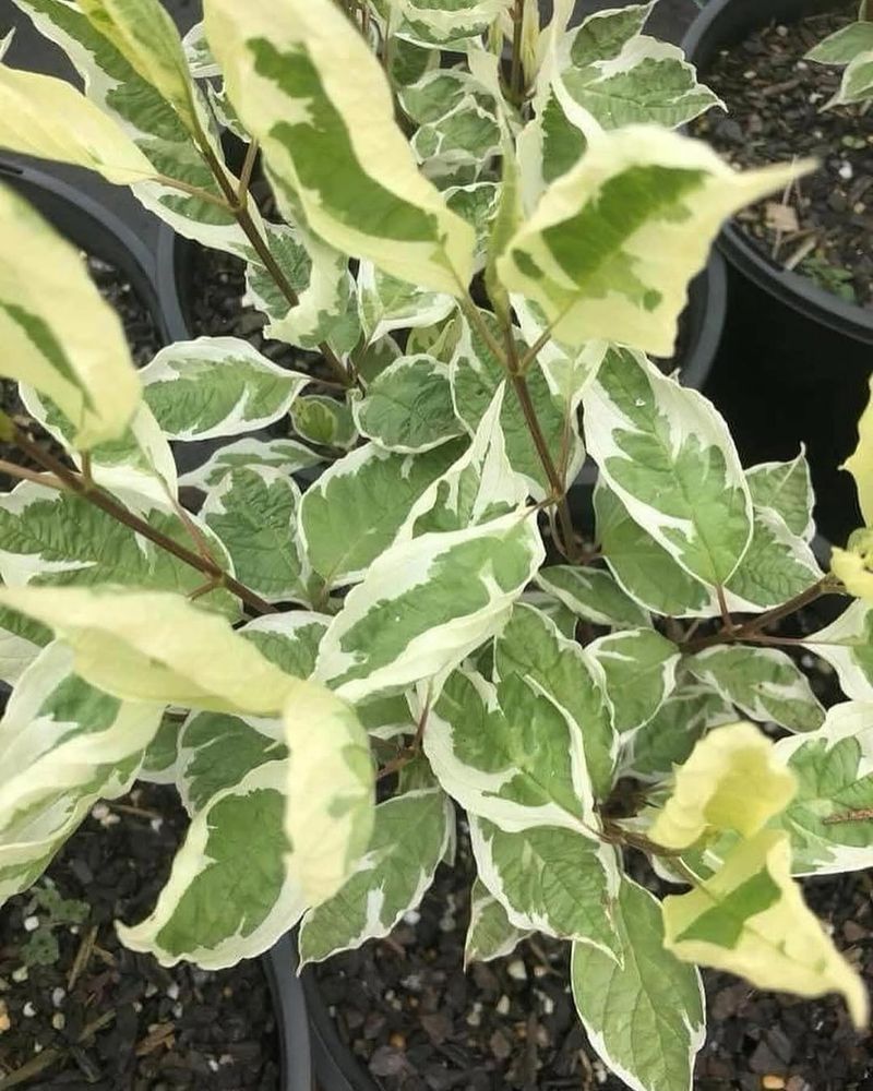 Variegated Red Twig Dogwood (Cornus alba 'Elegantissima')