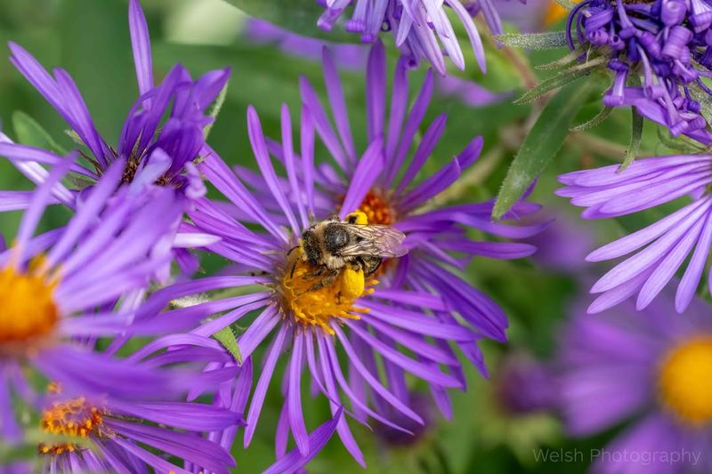 Wildlife Benefits Extend Beyond Just Bees