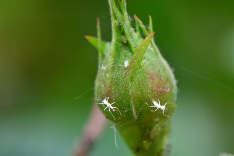 woolly aphid on a flower bud