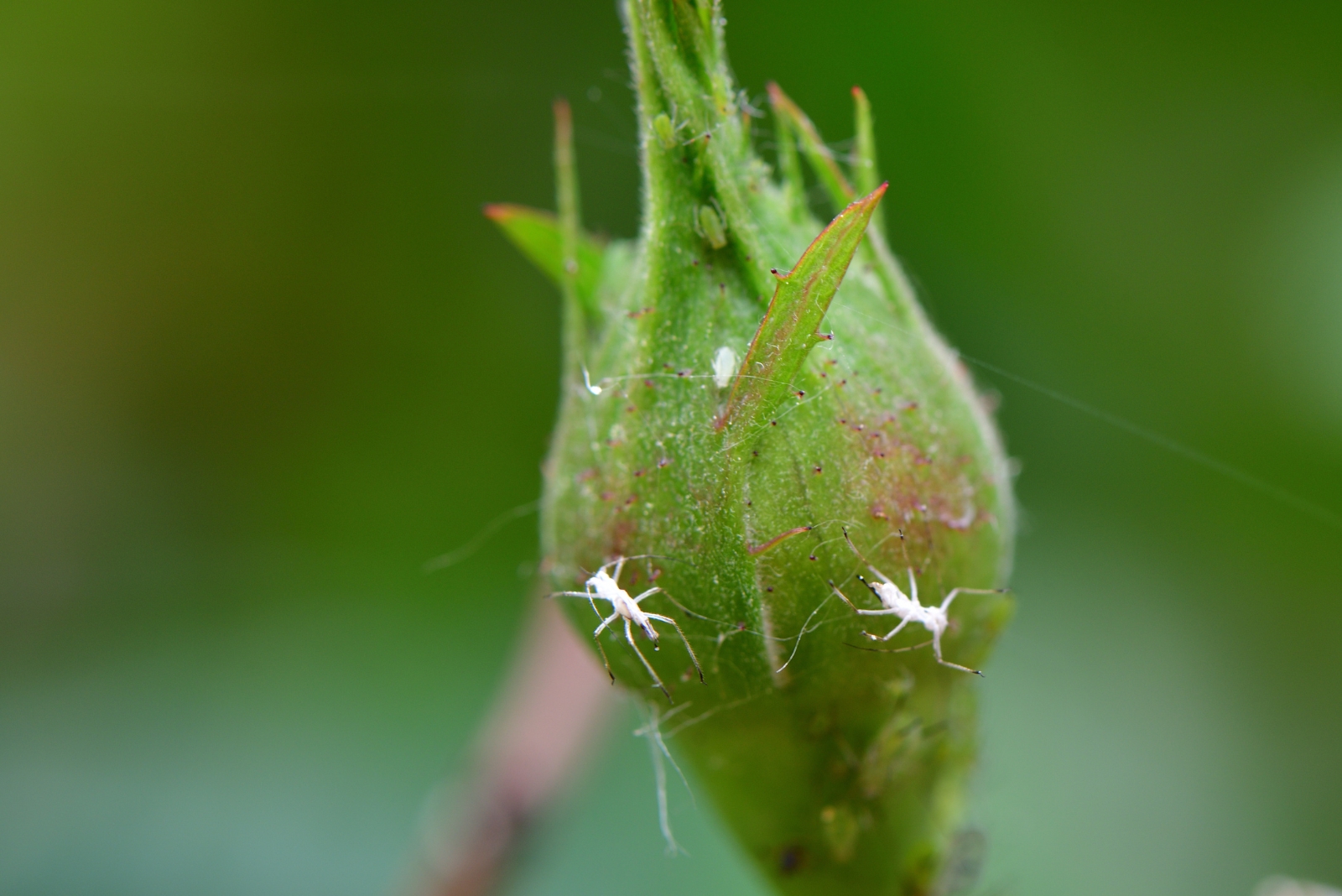 Simple Ways To Remove Woolly Aphids From Your California Yard For Good