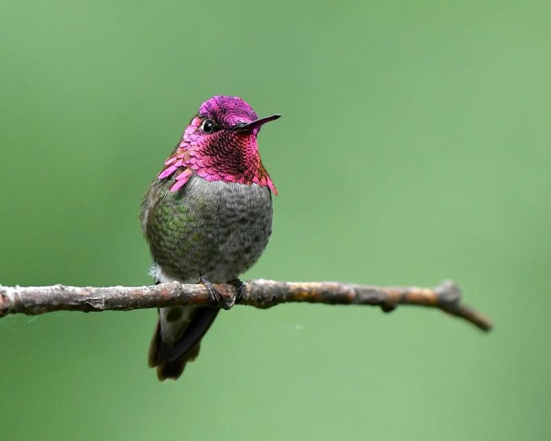 Provide Perching Spots Near Feeding Areas