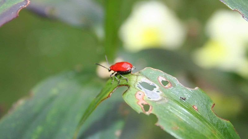 Check For Pests And Disease Problems