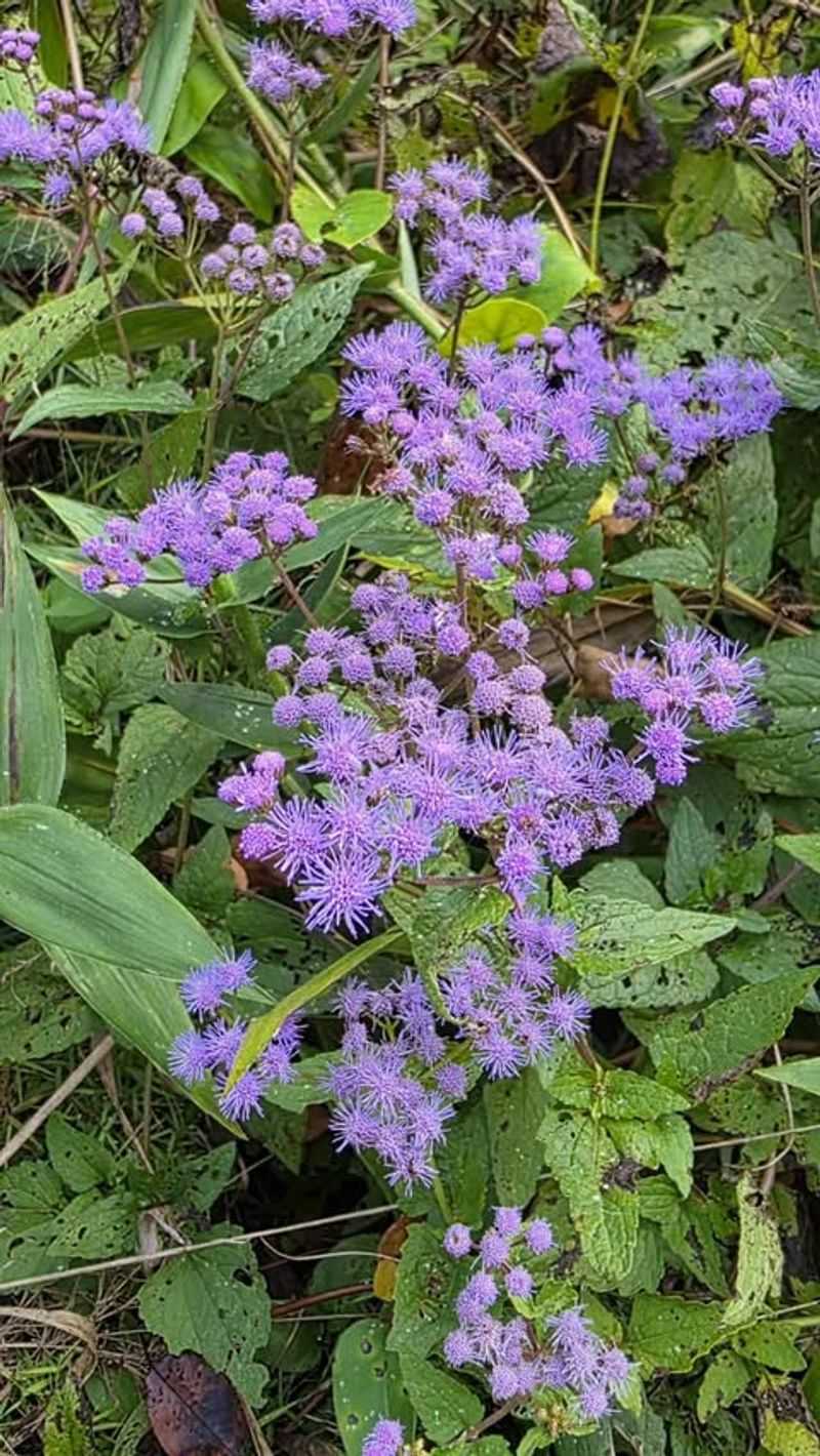 Keep Some Native Wildflower Patches Undisturbed