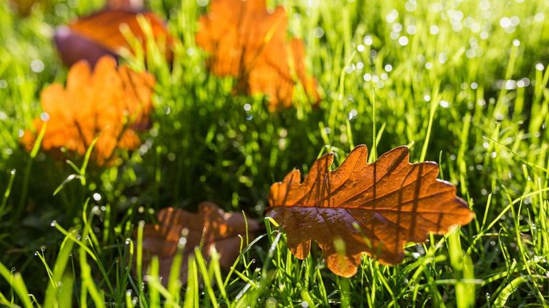 Overwatering As Temperatures Drop