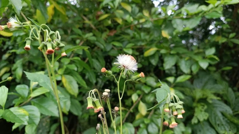 Letting Weeds Take Over