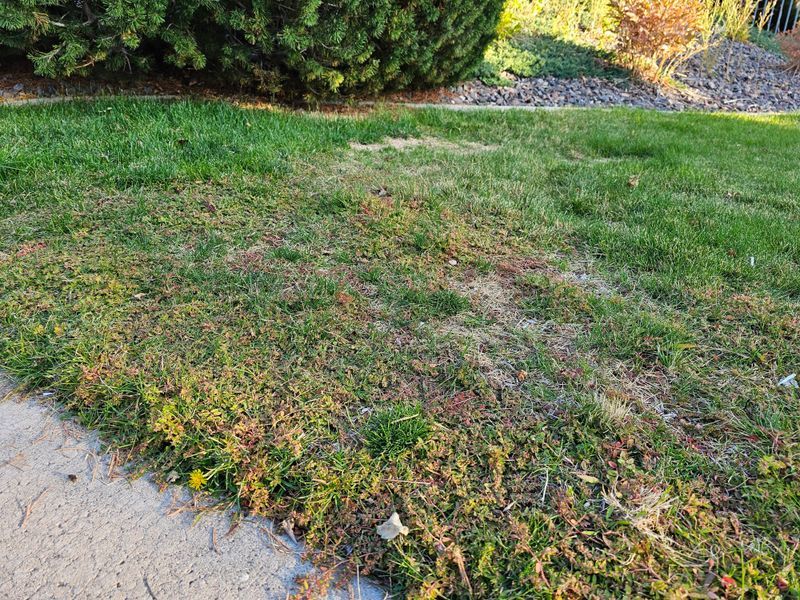 Ignoring Bare Patches and Thin Spots