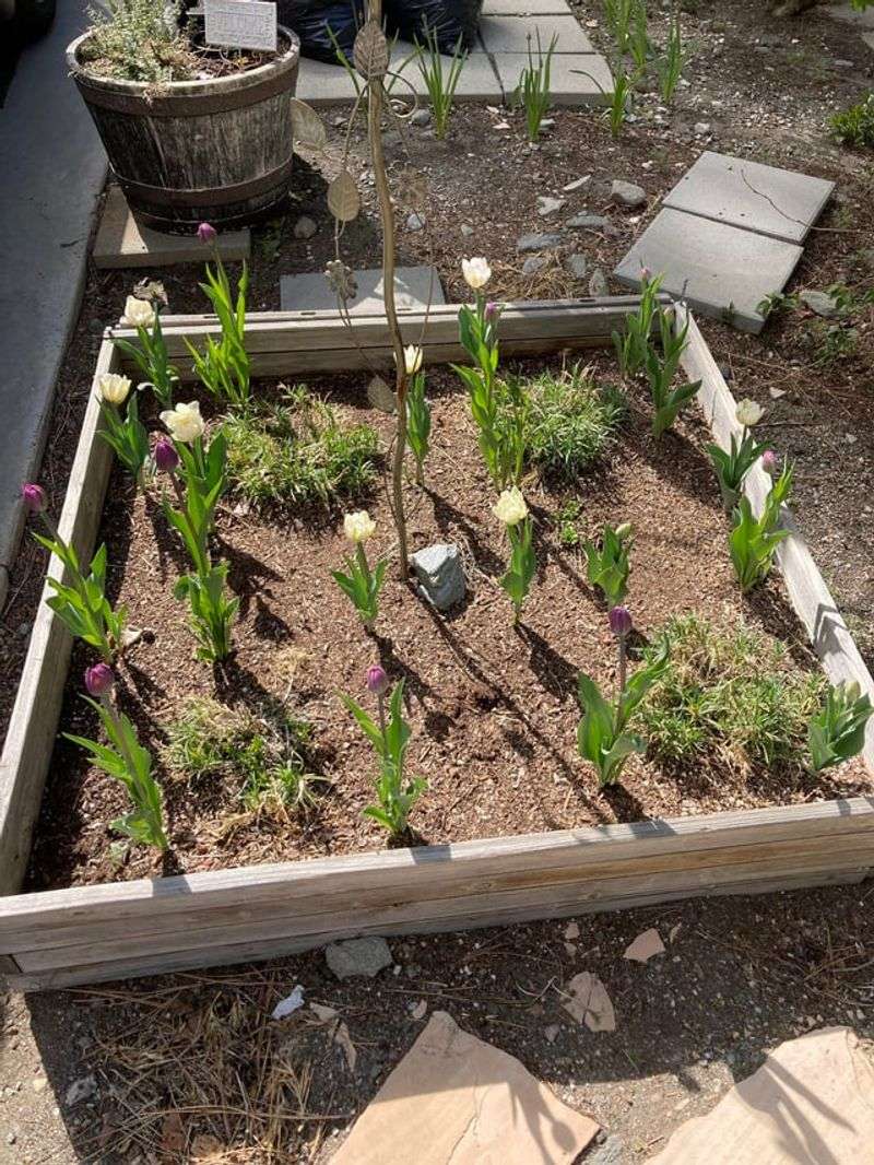 Planting Bulbs Upside Down