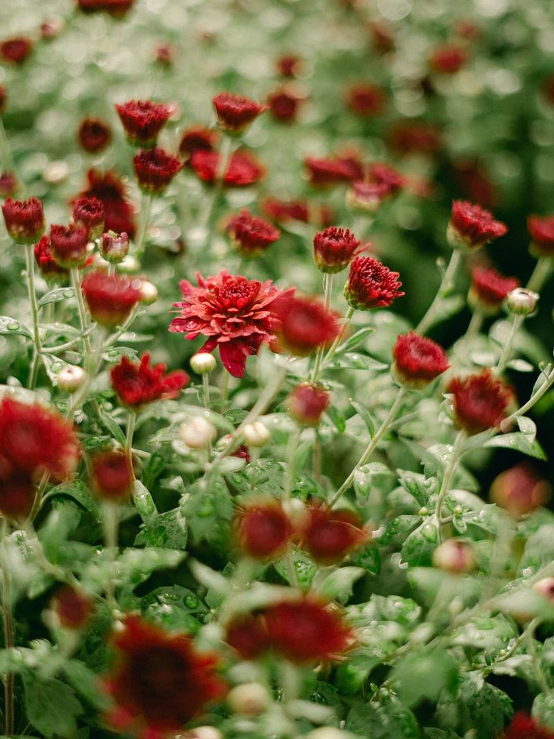 Misunderstanding Bloom Duration
