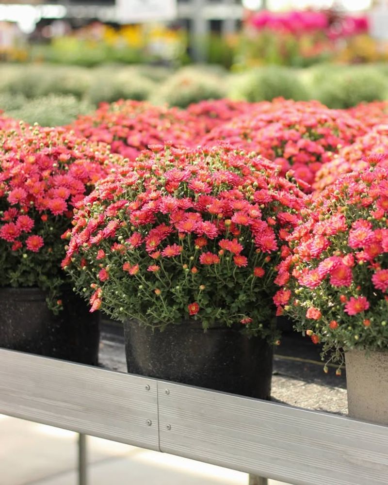 Neglecting To Consider Sunlight Needs