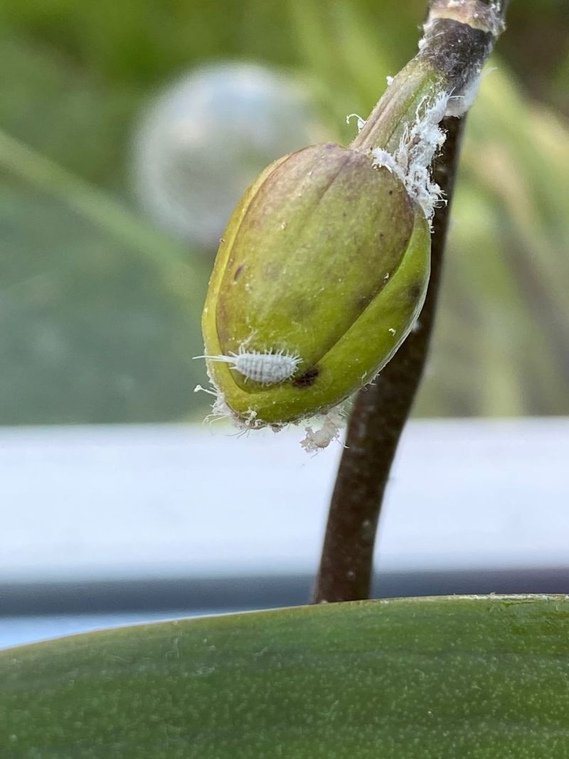 Forgetting To Check For Pests