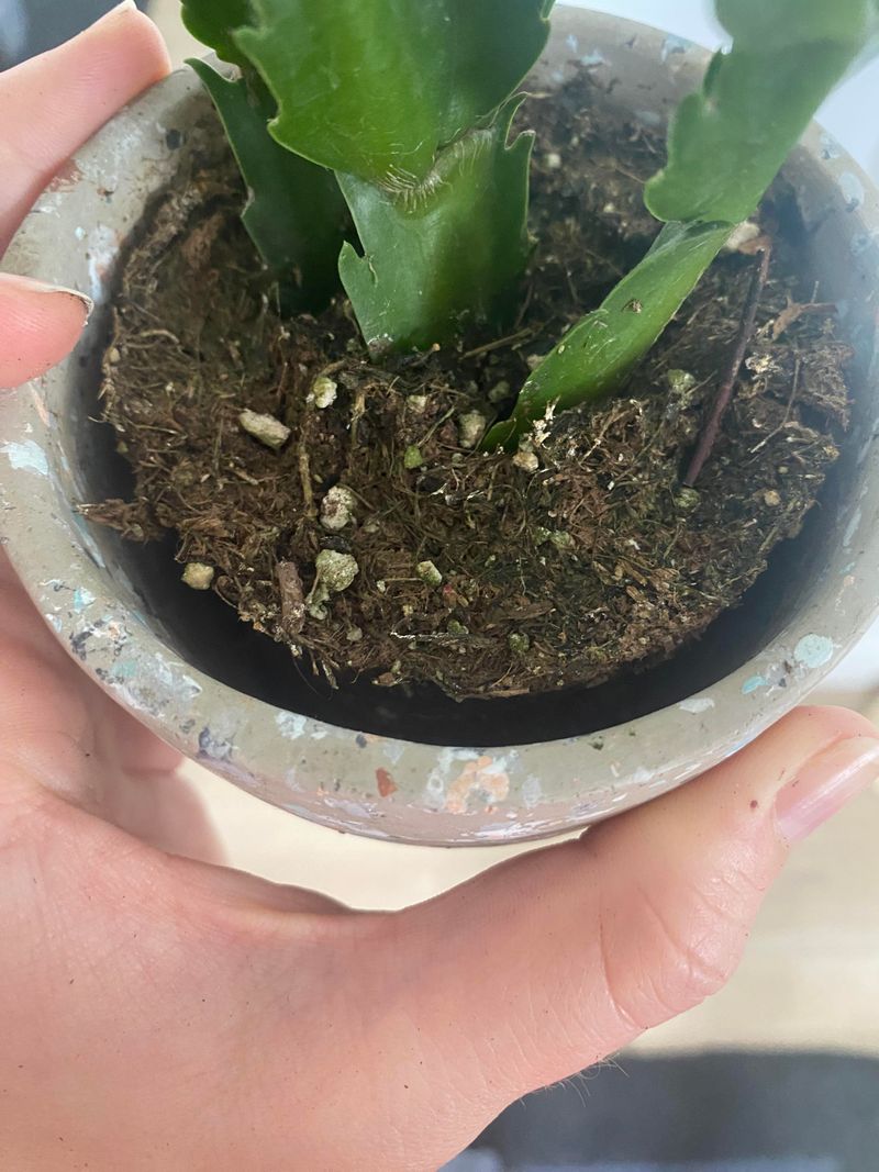 Repotting Too Often
