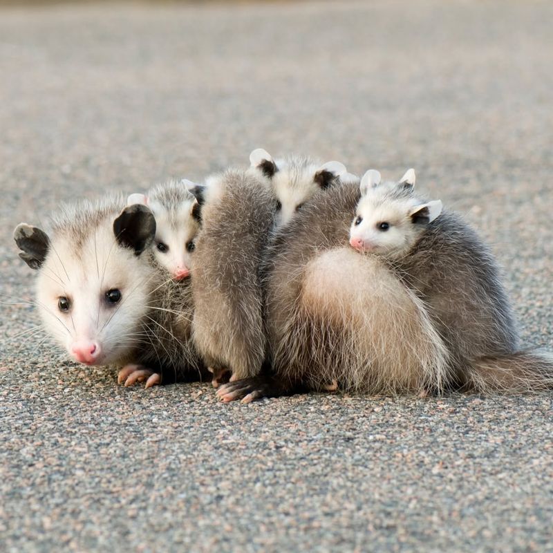 Opossums