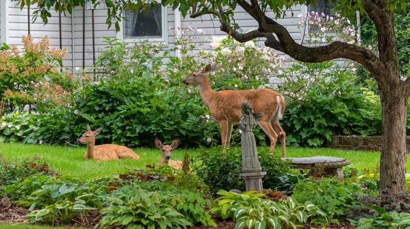 Deer Grazing In Suburban Gardens
