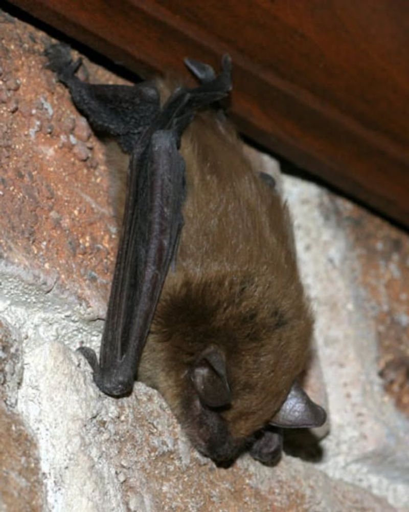 Bats Roosting In Attics