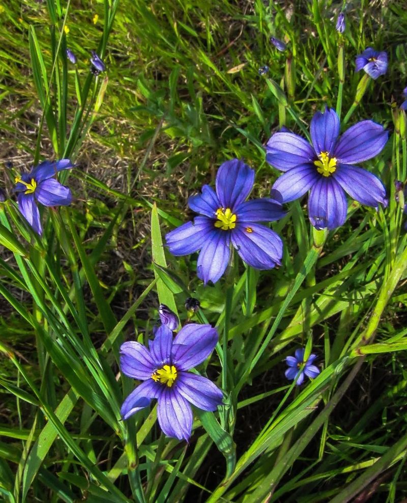 Blue-Eyed Grass