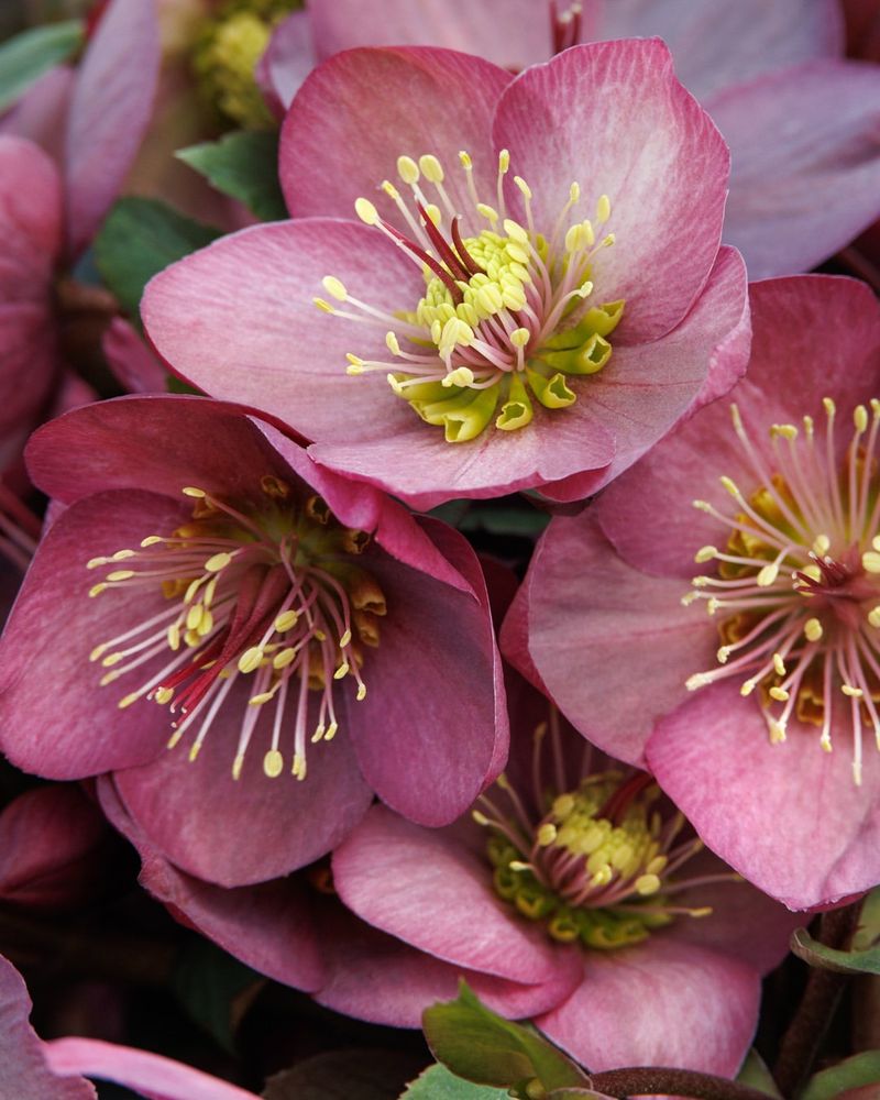 Drought Tolerance Beats Hostas Hands Down