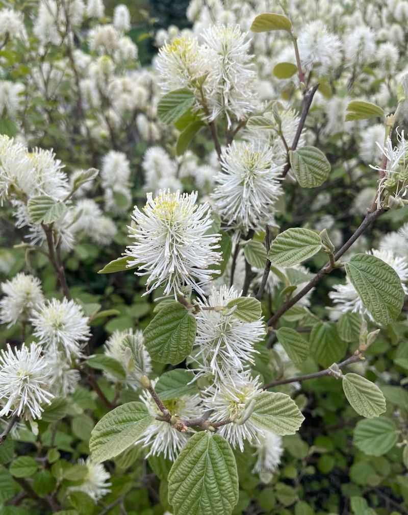Late-Blooming Flowers Feed October Bees