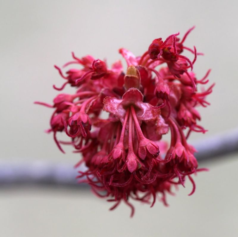Male And Female Trees Create Double Opportunities