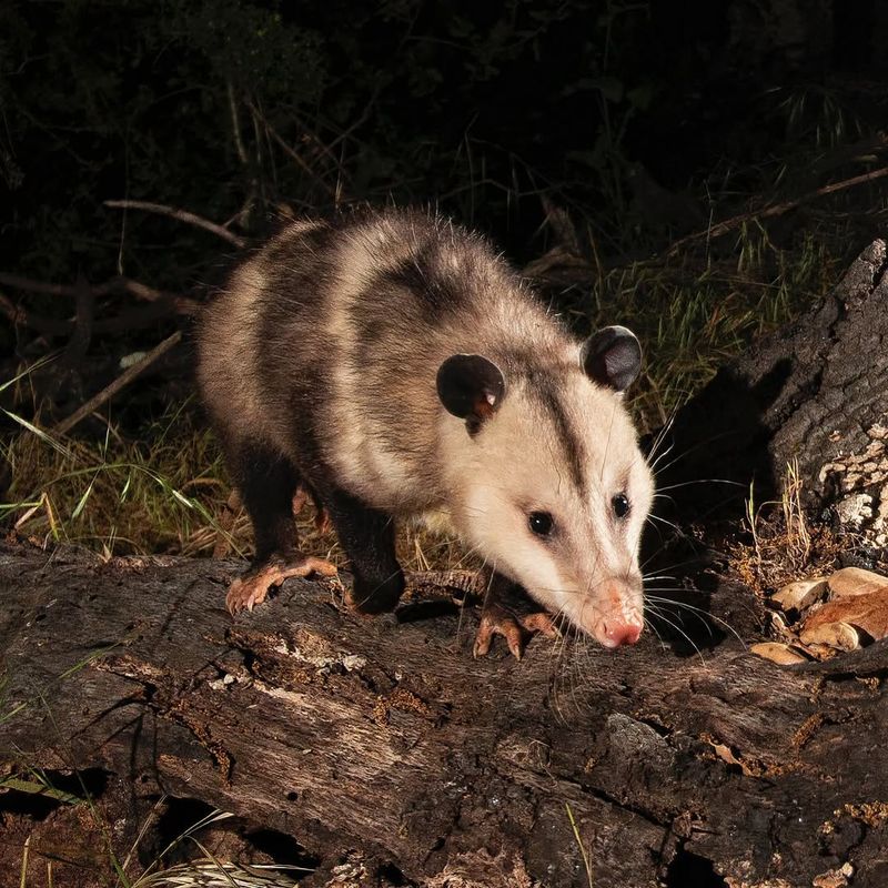 Rodent Population Controllers