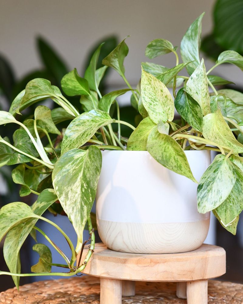 Pothos
