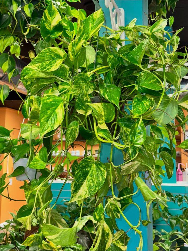 Pothos