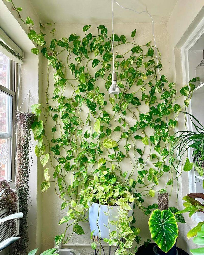 Pothos