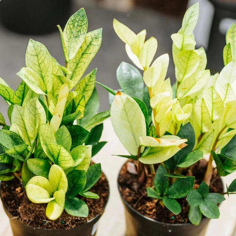 ZZ Plant (Zamioculcas zamiifolia)