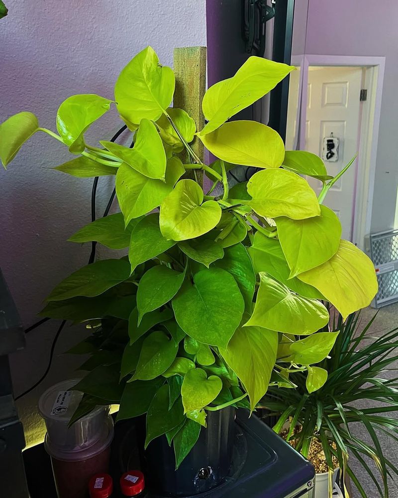 Pothos (Devil's Ivy)