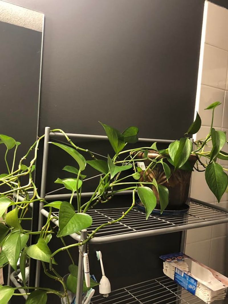 Pothos (Epipremnum aureum)